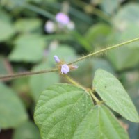 Calopogonium mucunoides Desv.